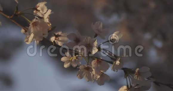 影樱花在春天的白天视频的预览图