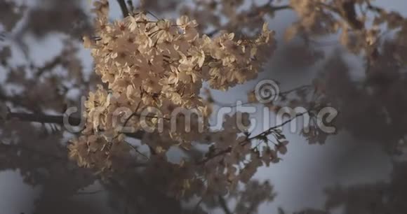 影樱花在春天的白天视频的预览图