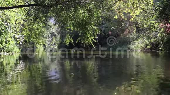 一道小溪沿着森林的风景与树木一起奔流的轻松镜头视频的预览图