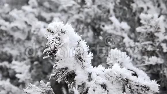 在寒冷的冬天一棵覆盖着雪的树的特写视频的预览图