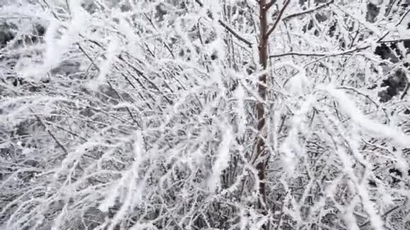 在寒冷的冬天一棵树上覆盖着霜雪视频的预览图