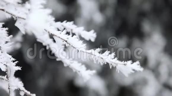 在寒冷的冬日一棵树的枝条被霜冻覆盖视频的预览图