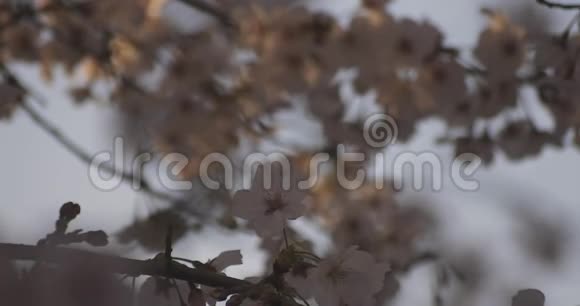 春季樱花日间特写视频的预览图