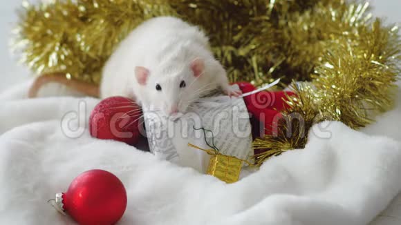 送新年礼物的白鼠视频的预览图
