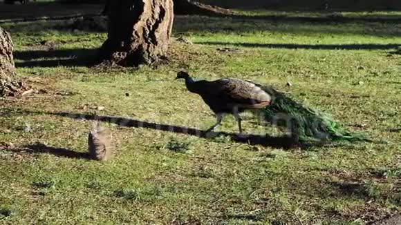春天在一个公共的灯塔山公园美丽的雄性五彩孔雀和松鼠在绿色的草坪上互动视频的预览图