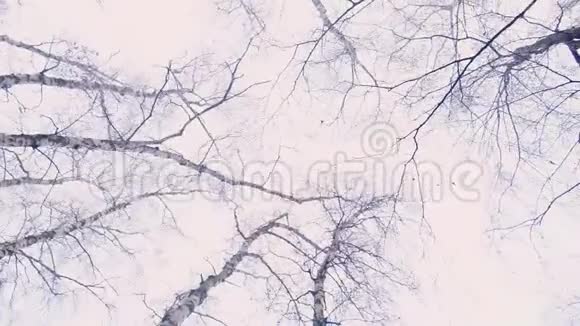 从底部到冬季树木顶部的视图视频的预览图