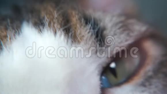 特写男人鼻子和猫的舌头视频的预览图