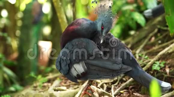 南方冠鸽鸟会清理羽毛在丛林里4k个镜头视频的预览图