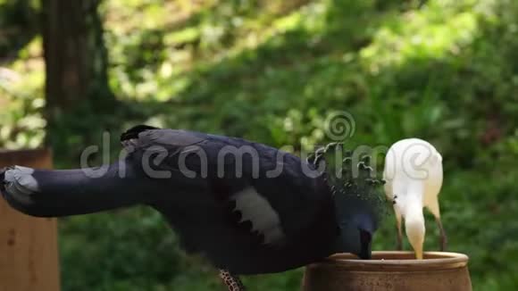 南方冠鸽和鹭吃核心从一个食槽在鸟类公园4k个镜头视频的预览图