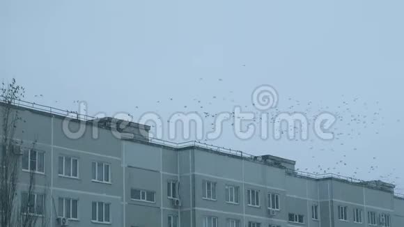 在阴天冬天降雪时鸟儿在一个板屋上盘旋降落视频的预览图