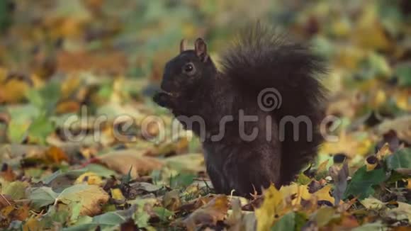 秋天公园里一只松鼠的画像视频的预览图