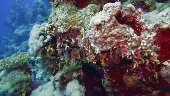 净火珊瑚米列波拉二色藻阳光照耀在水面附近的彩色珊瑚上埃及红海视频的预览图