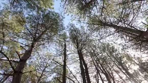 阳光照射下松林顶部的圆形景色视频的预览图