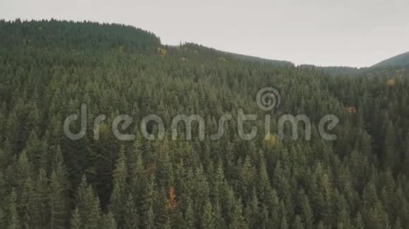 山上长满了树视频的预览图