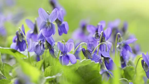 早的狗紫花在春天视频的预览图
