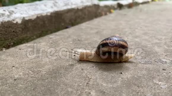蜗牛沿着道路爬行慢生活观念视频的预览图