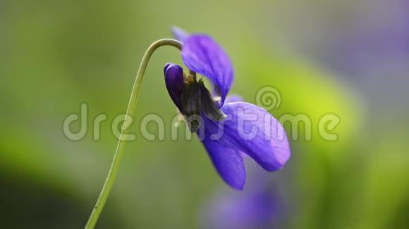 早的狗紫花在春天视频的预览图