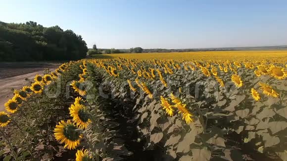 有一片向日葵和乡村道路的乡村景观视频的预览图