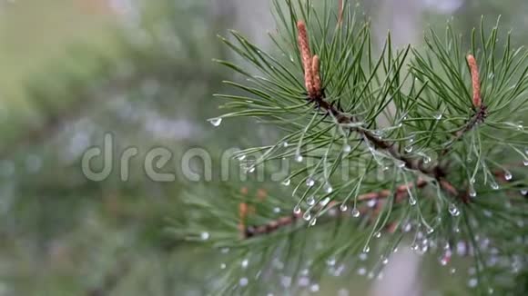 雨后美丽的云杉枝视频的预览图