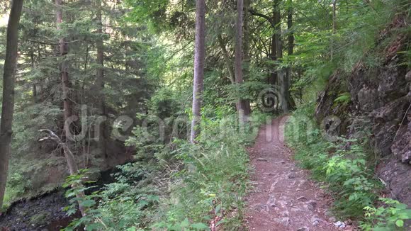 美丽的德国哈兹山脉夏季景观中的森林路径和水流的山谷视频的预览图