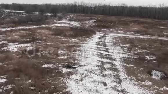 野狗在田野里奔跑冬天视频的预览图