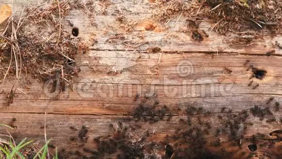 红森林在一棵倒下的老树树干上蚂蚁蚂蚁在安东尼移动白俄罗斯视频的预览图