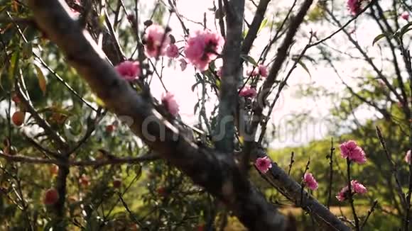 枝上盛开的粉红色桃花果园里阳光灿烂视频的预览图
