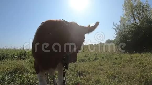 滑稽的小牛赶走苍蝇伸手去拿相机视频的预览图