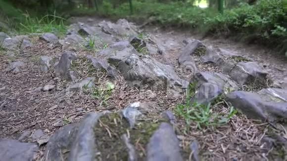 在德国森林中的碎石石上行走的蓝虫视频的预览图