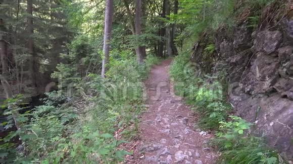 在美丽的哈兹山脉夏季景观德国的森林小径和溪水淘空的山谷视频的预览图
