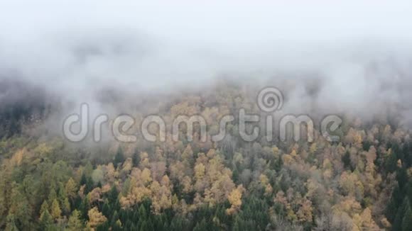 群山中的雾秋天的树叶视频的预览图