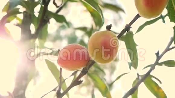 成熟的甜桃果实生长在桃树枝上果园里阳光灿烂视频的预览图