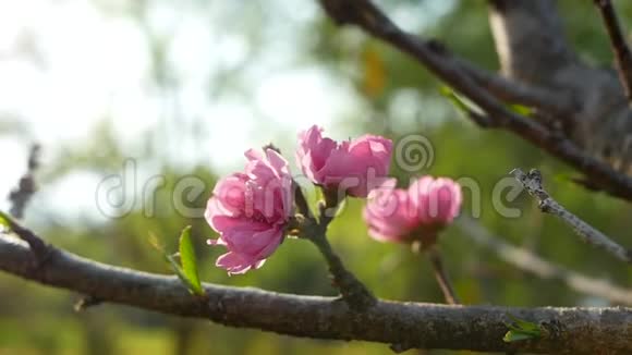 枝上盛开的粉红色桃花随风在果园里轻轻地吹着视频的预览图