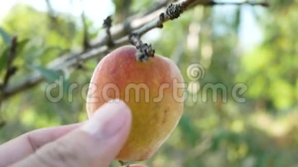 手捧一个成熟香甜的桃果子长在桃树枝上果园里阳光灿烂视频的预览图