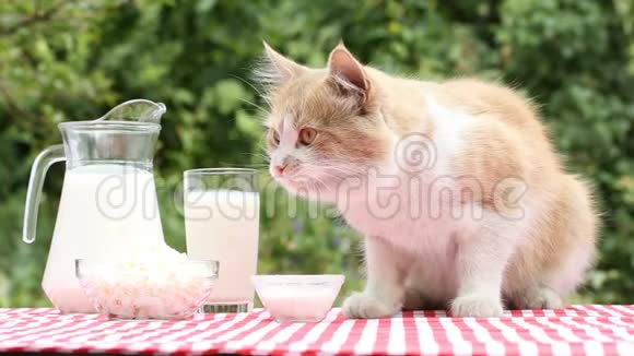 吃了酸奶油或牛奶后桌上的红猫会舔食视频的预览图