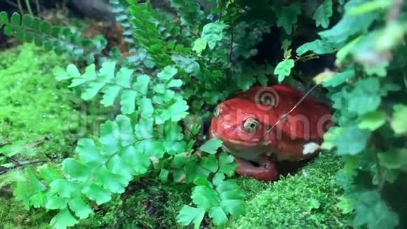 红蟾蜍坐在草丛中视频的预览图