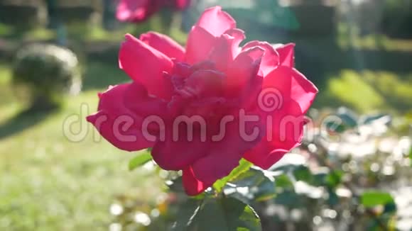 盛开的粉红色玫瑰花开在树枝上阳光照耀在花园里视频的预览图