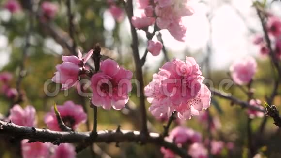 枝上盛开的粉红色桃花随风在果园里轻轻地吹着视频的预览图