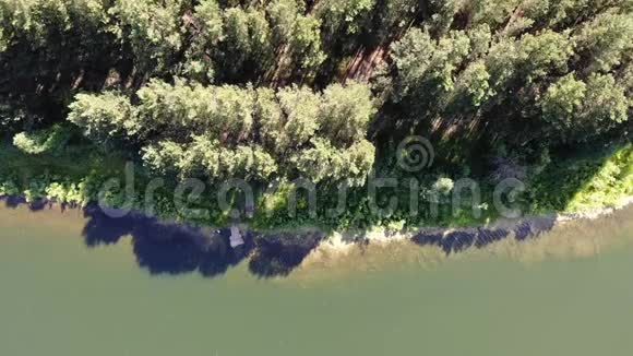 阳光明媚的夏日松林中的湖岸4k空中俯视视频的预览图