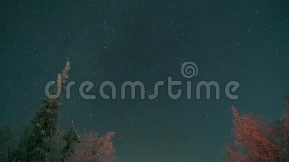 夜空背景下的树梢很多明星视频的预览图