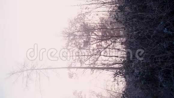 雾霜中的秋林景观视频的预览图