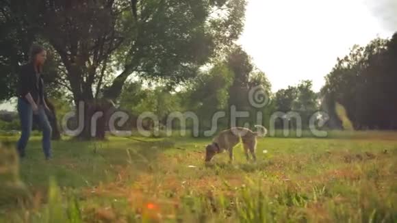 女人正在公园里训练她的外种狗他嗅了嗅在草丛里找东西视频的预览图