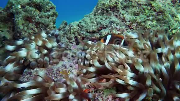 尼莫小丑鱼在海葵上五颜六色的健康珊瑚礁海葵尼莫夫妇在水下游泳红海视频的预览图