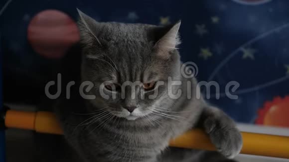 英国猫在休息和环顾四周漂亮的纯种宠物视频的预览图