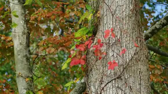 秋天的彩色叶子和树视频的预览图