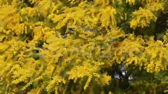 含羞草植物盛开相思树华特视频的预览图