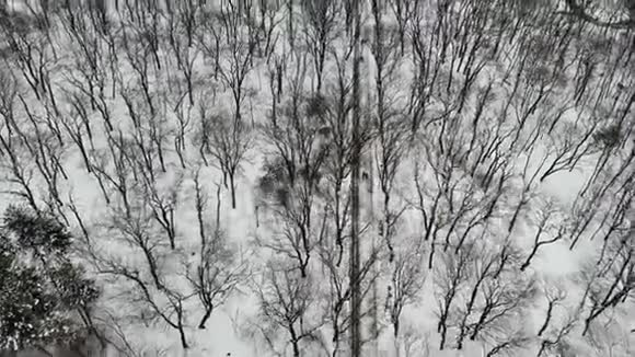 冬季森林的高空俯视图穿过冬天的雪地公园视频的预览图