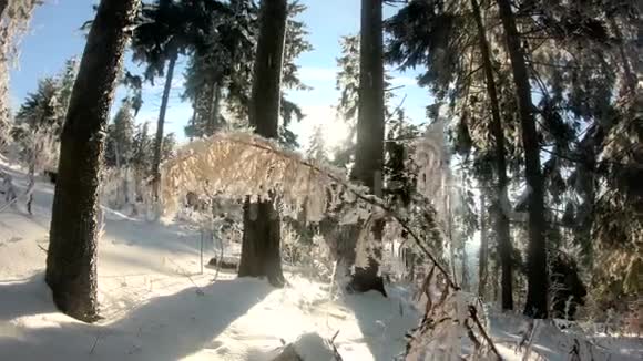 冬天的雪林阳光明媚降雪视频的预览图