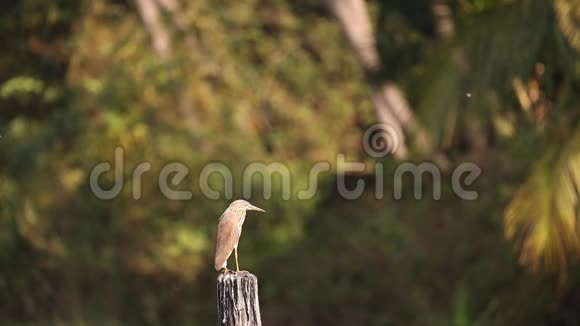 印度果阿晴天的印度池塘鹭坐在木柱上视频的预览图