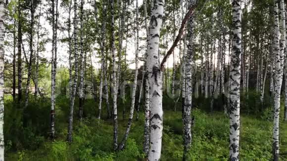 日落时分在森林中拍摄的白桦树西伯利亚岁月视频的预览图